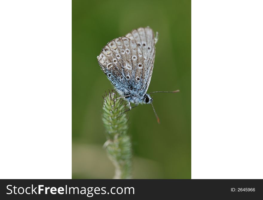 Blue butterfly on the grass near a lake