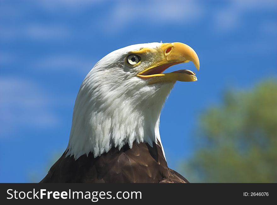 Profile headshot of American Bald Eagle looking in the distance against a bright blue sky. Profile headshot of American Bald Eagle looking in the distance against a bright blue sky