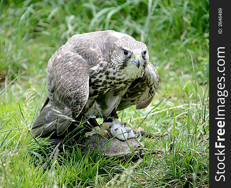 Hunting falcon with its prey. Hunting falcon with its prey