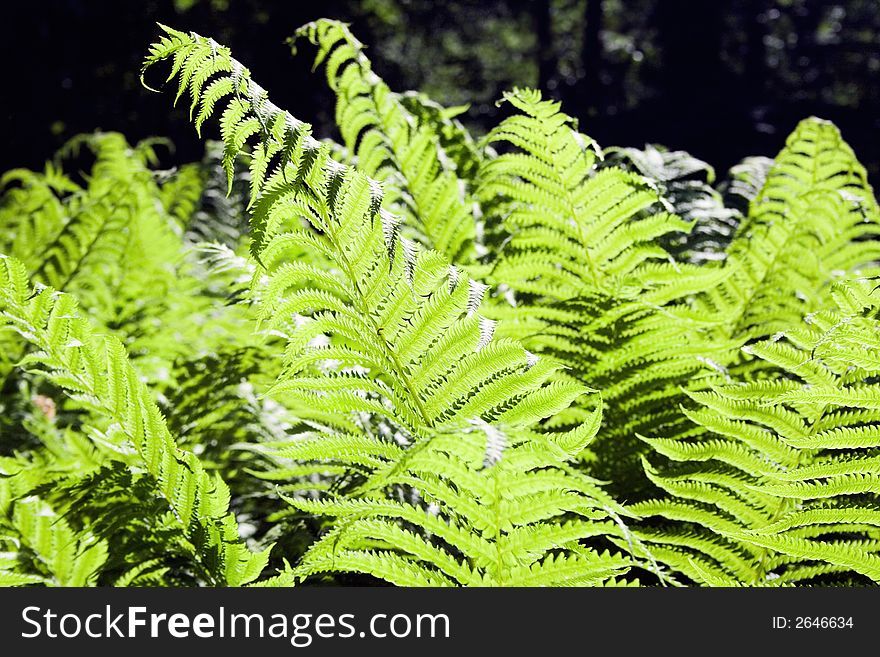 Back lit leaves of a fern. Back lit leaves of a fern