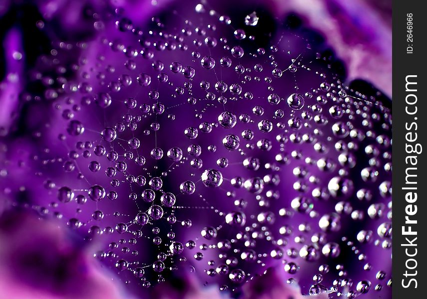 Purple dewdrops