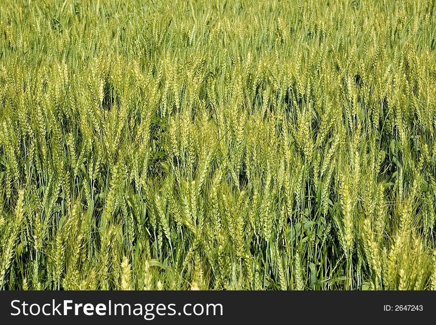 Green fresh wheat cereal field.