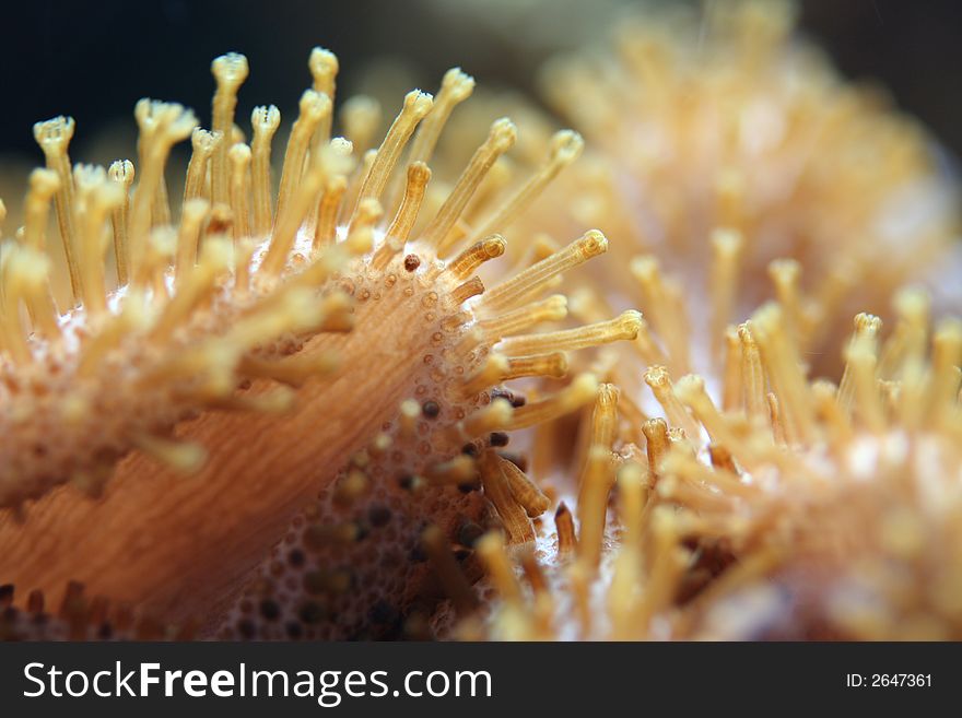 Sea anemones in macro