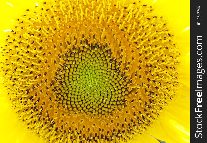 Natural pattern in a huge sunflower bloom. Natural pattern in a huge sunflower bloom.