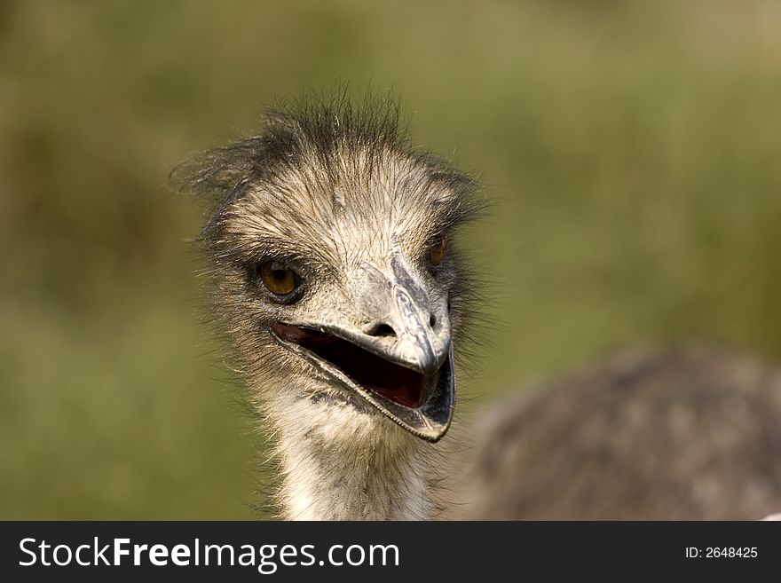 Here is a photo of a curious ostrich