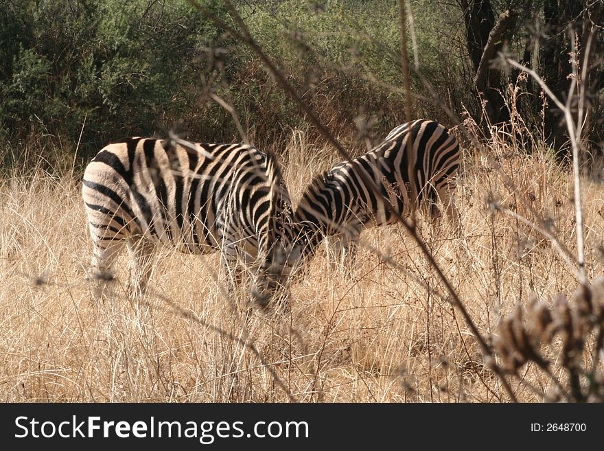 Zebra in wildlife reserve, South Africa. Zebra in wildlife reserve, South Africa