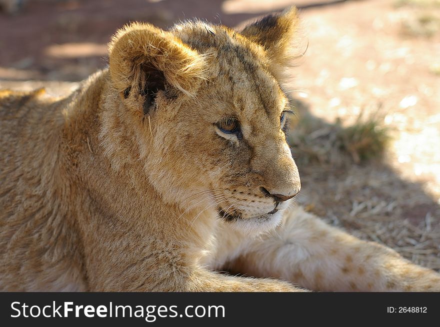 Lion on wildlife preserve in South Africa. Lion on wildlife preserve in South Africa