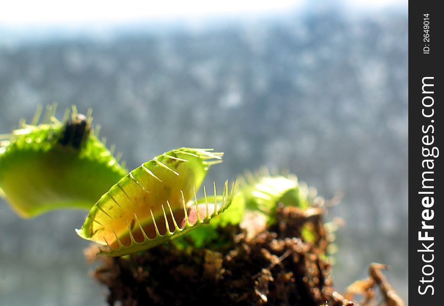 Close up of Venus Flytrap ready to eat... fly captured in background