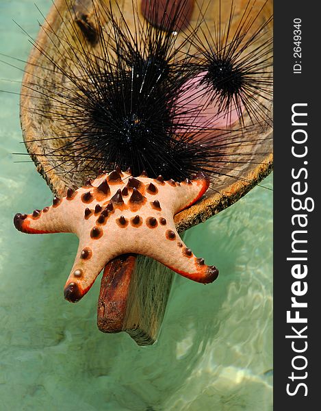 Starfish and Needled Sea urchins