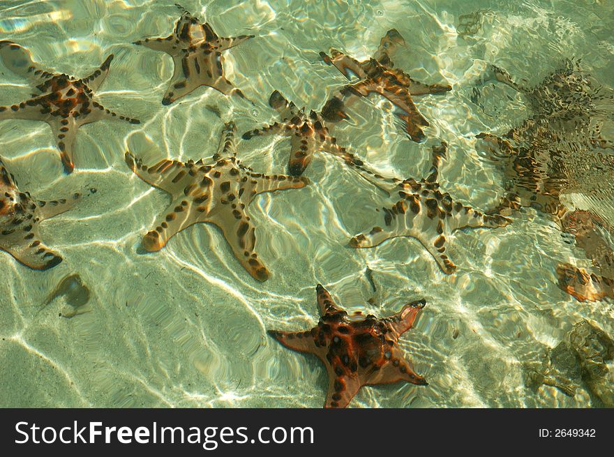 Starfishes in crytal clear water
