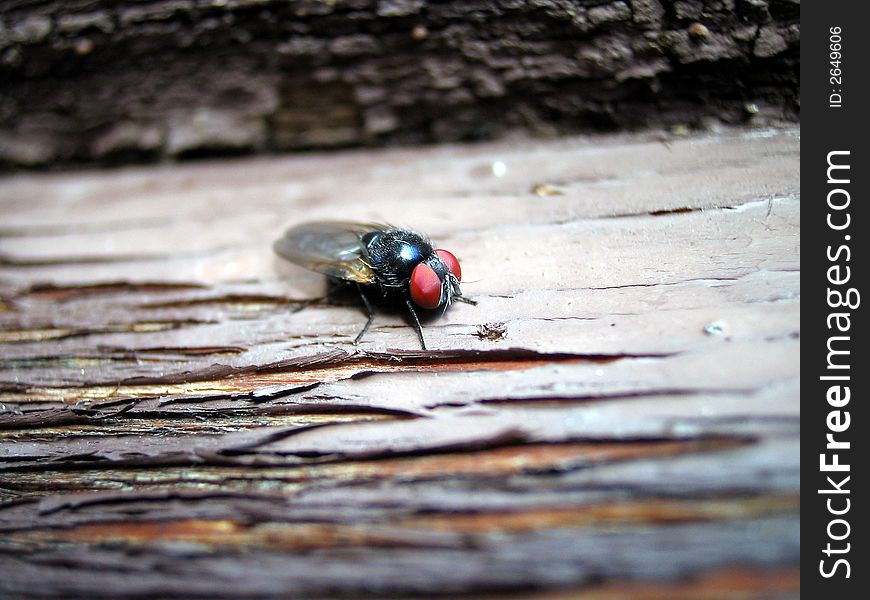 Fly on a tree, macro of a fly, fly in nature