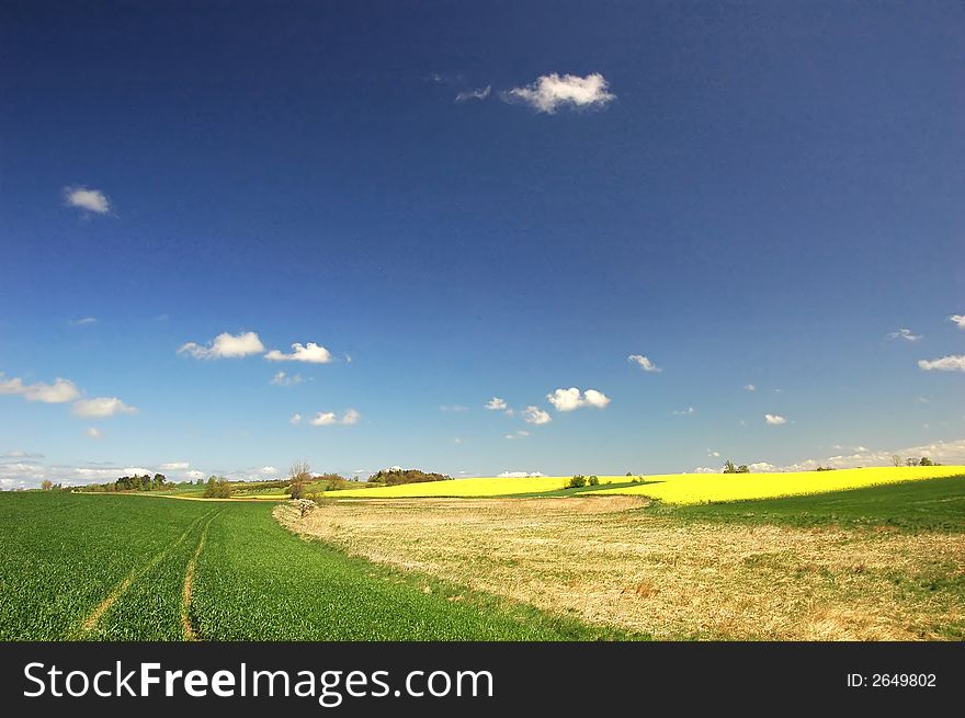 Wheat field and blue sky