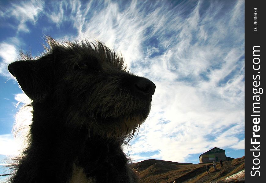 Portrait of a dog who was guarding a cabin in the mountains. Portrait of a dog who was guarding a cabin in the mountains.