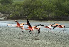 Flamingo Taking Off. Stock Photo Flamingo Taking Off. Stock Photo