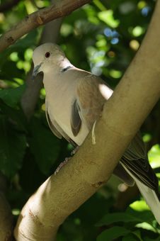 Eurasian Collared Dove Stock Images Eurasian Collared Dove Stock Images
