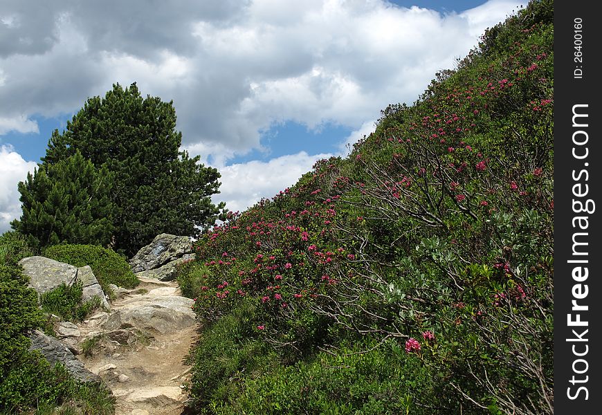 Alpenrosen, wildflowers of the Rhododendron family.