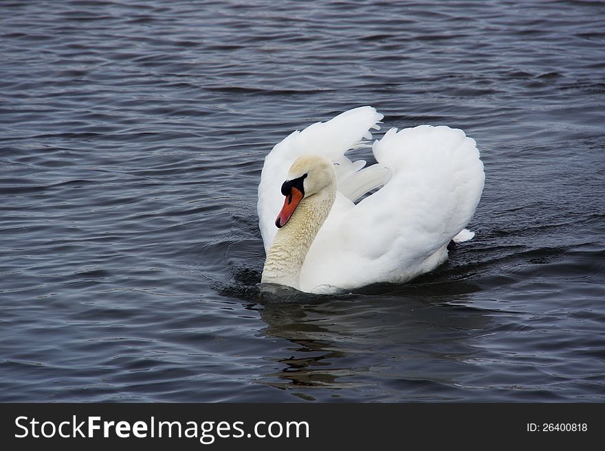 The Mute swan fly to china every winter