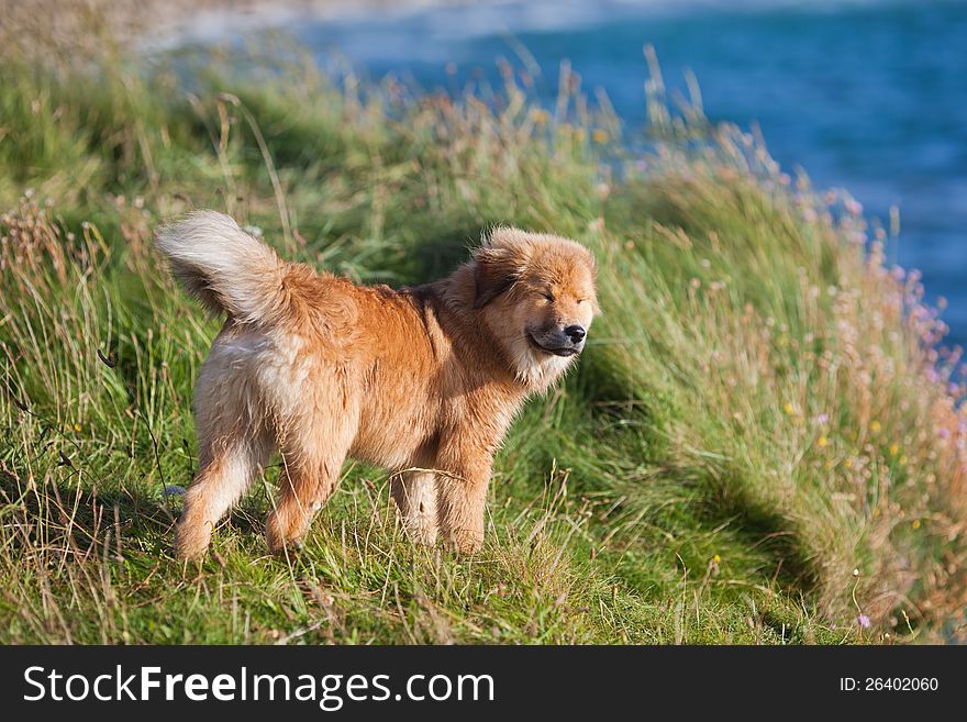 Cute Elo (German dog breed) puppy stands with closed eyes at the coast and the wind blows through its fur. Cute Elo (German dog breed) puppy stands with closed eyes at the coast and the wind blows through its fur