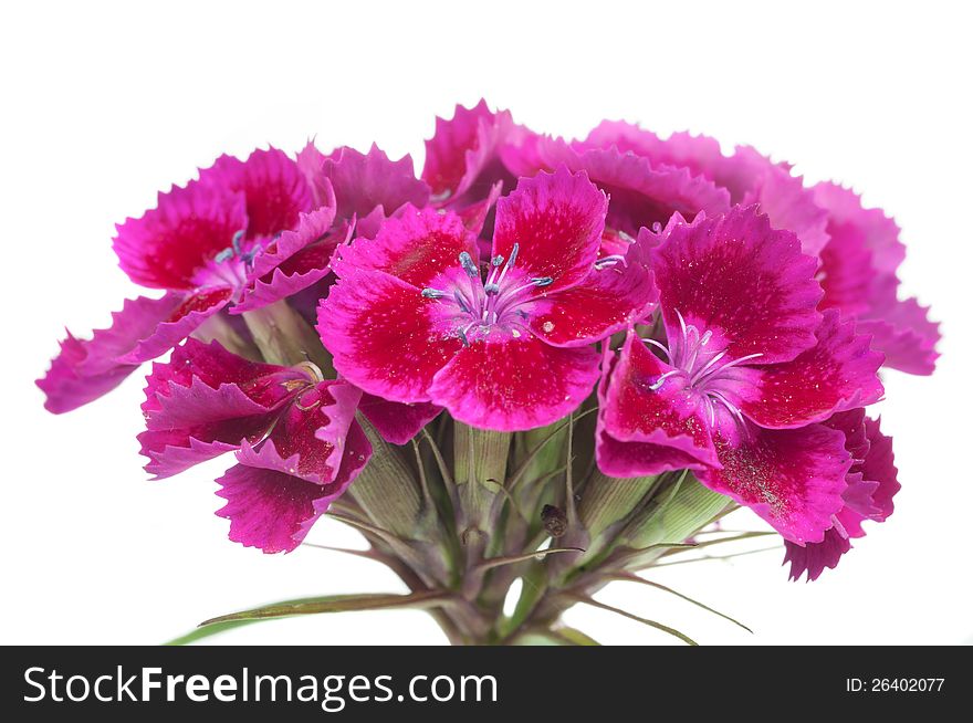 A cluster of beautiful pink Sweet William (dianthus barbatus) flowers on a white background. A cluster of beautiful pink Sweet William (dianthus barbatus) flowers on a white background