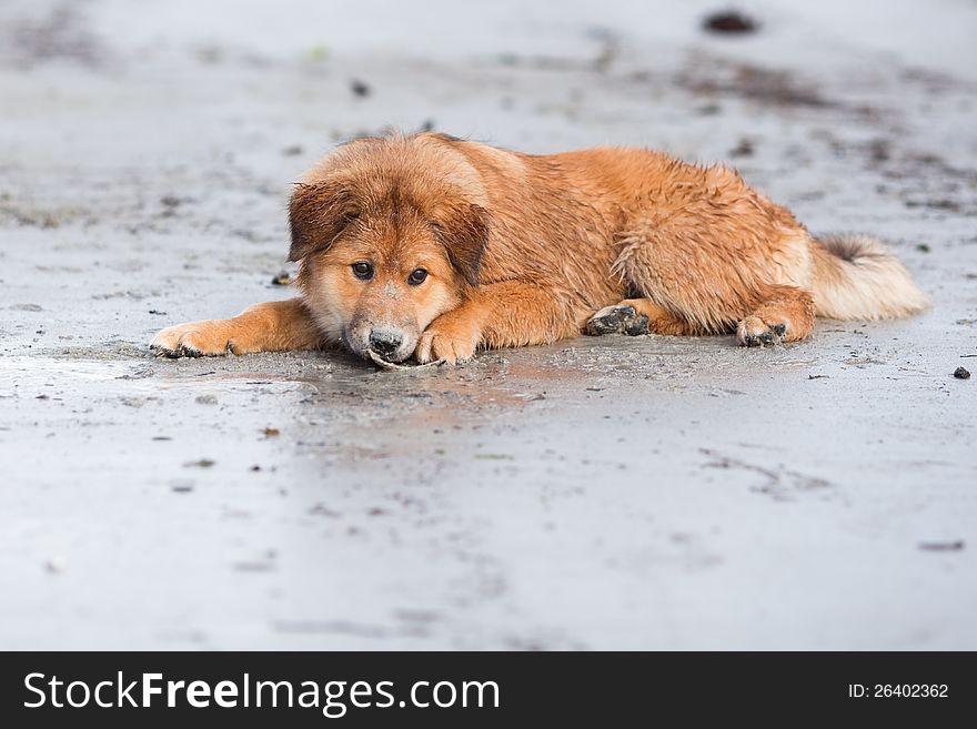 Cute Elo (German dog breed) puppy lies with a shell at the beach. The dog is wet and sandy from playing at the beach. Cute Elo (German dog breed) puppy lies with a shell at the beach. The dog is wet and sandy from playing at the beach