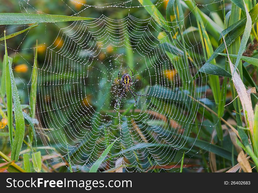 A spider in a dew covered Web in the summrer morning. A spider in a dew covered Web in the summrer morning.