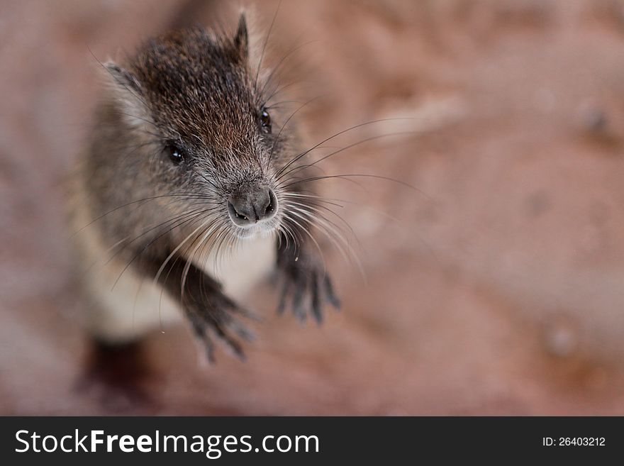 Portrait of a tree rat (hutia). Portrait of a tree rat (hutia)