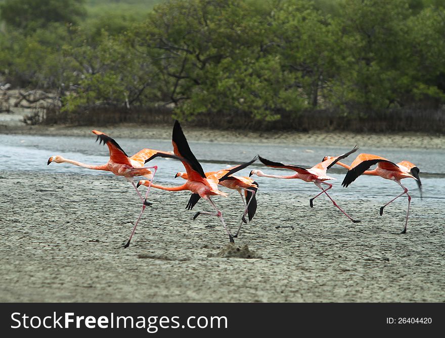Group of flamingo taking off, Bonaire, Dutch Antilles. Group of flamingo taking off, Bonaire, Dutch Antilles.