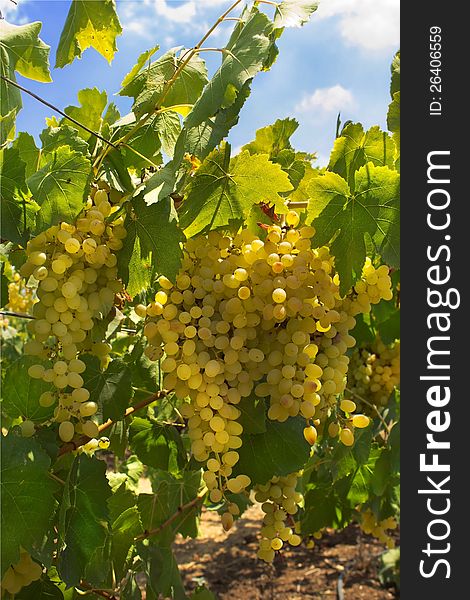 Bunches of ripe juicy green grapes before harvest