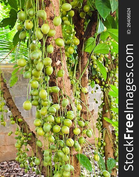 Green Burmese grape on tree