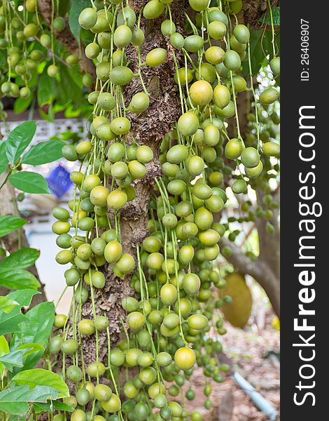 Green Burmese grape on tree