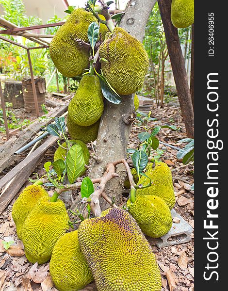 Jackfruit On The Tree