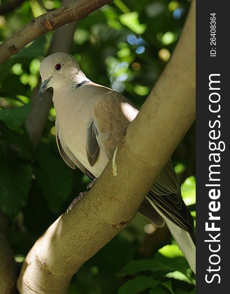 A Eurasian collared dove is perched in a fig tree with delicate sunshine showing off the soft feathers