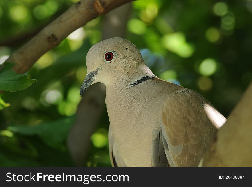 A Eurasian collared dove is perched in a fig tree with delicate sunshine showing off the soft feathers, close shot. A Eurasian collared dove is perched in a fig tree with delicate sunshine showing off the soft feathers, close shot
