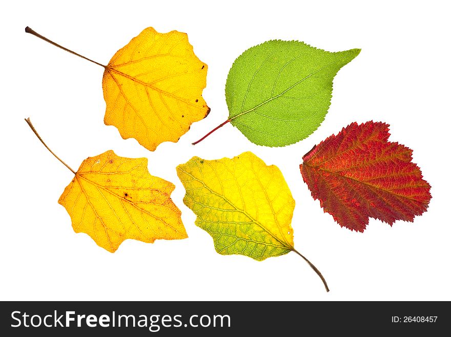 Autumn leaves isolated on white