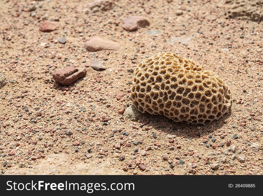 Dead mosaic coral on the beach of Red Sea