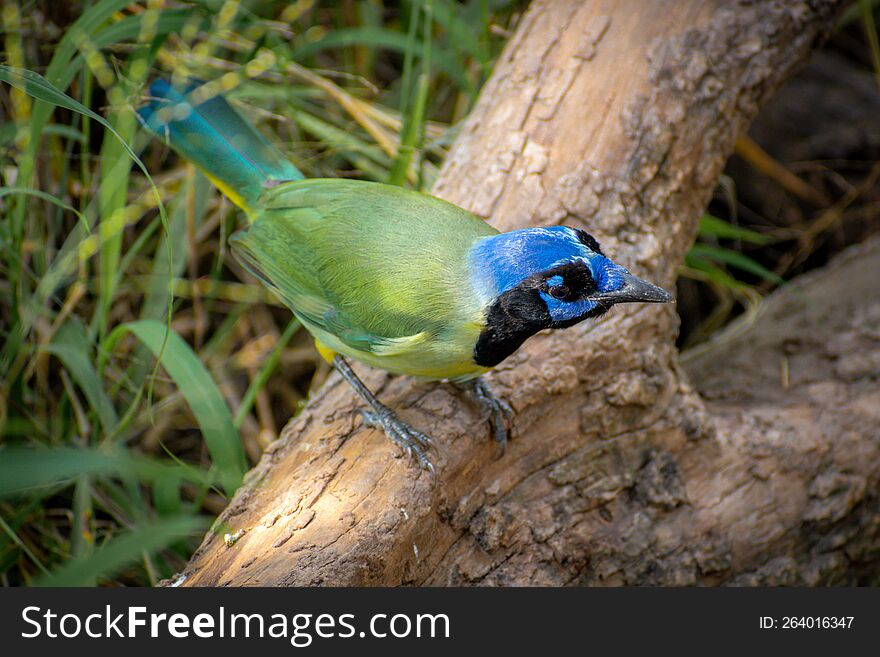 Green Jay Perched On A Log