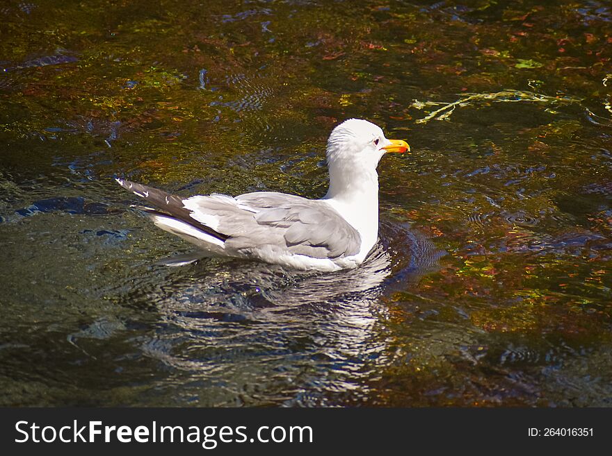 California Gull at Big Spring Park in Idaho