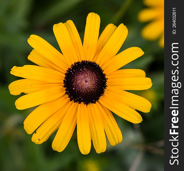 Yellow Black-Eyed Susan Flower In Garden