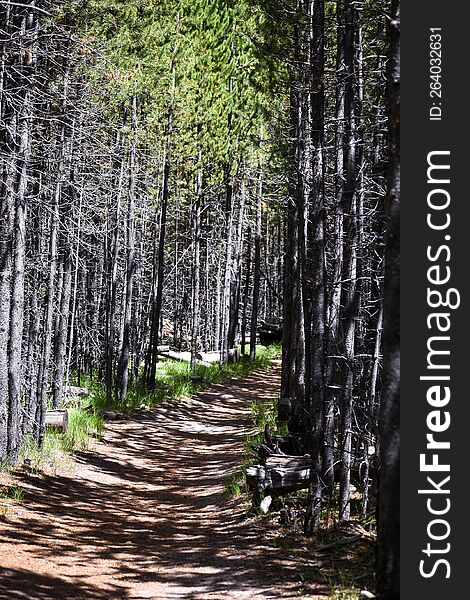 Path lined by pine trees at Grand Teton National Park in Wyoming.