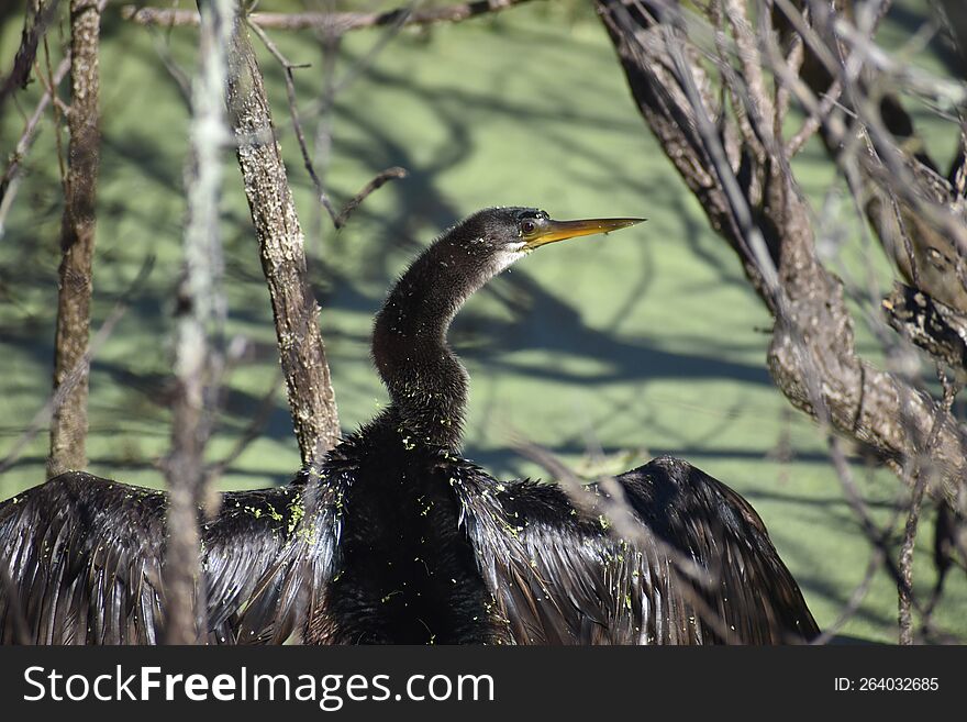 Anhinga Sunbathing in a Swamp