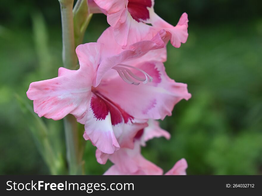 Pink Gladiolus Bloom with green background