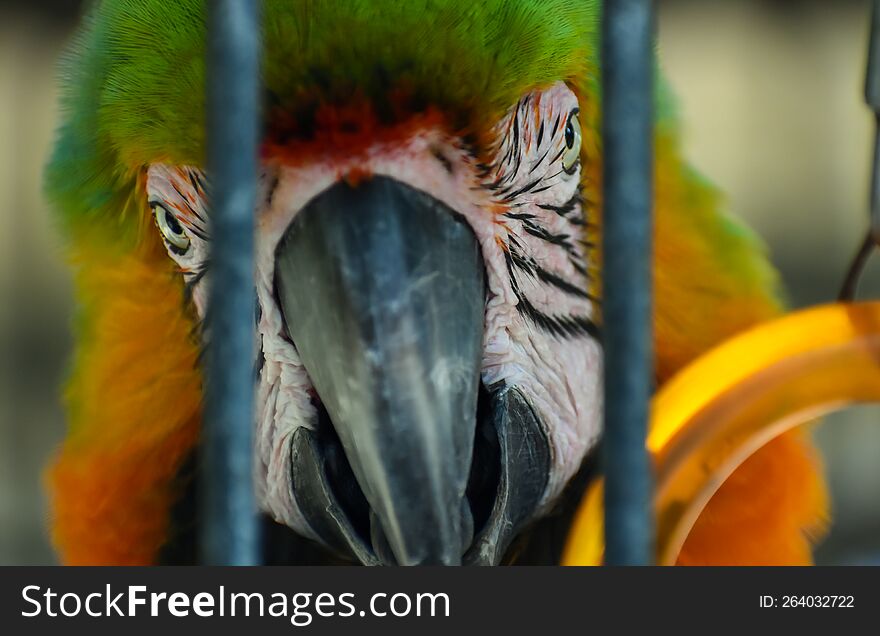 Parrot Peeking Through a Pet Cage