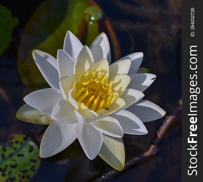 White And Yellow Lilly Pad Flower