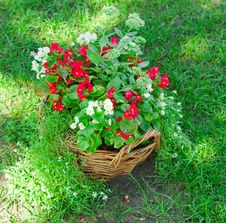 Beautiful Basket Of Flowers Stock Image Beautiful Basket Of Flowers Stock Image