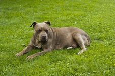 American Pit Bull Terrier Red Nose Stock Photography American Pit Bull Terrier Red Nose Stock Photography
