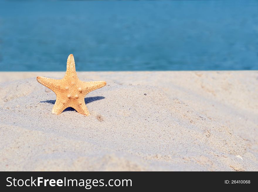 Starfish On A Sunny Beach