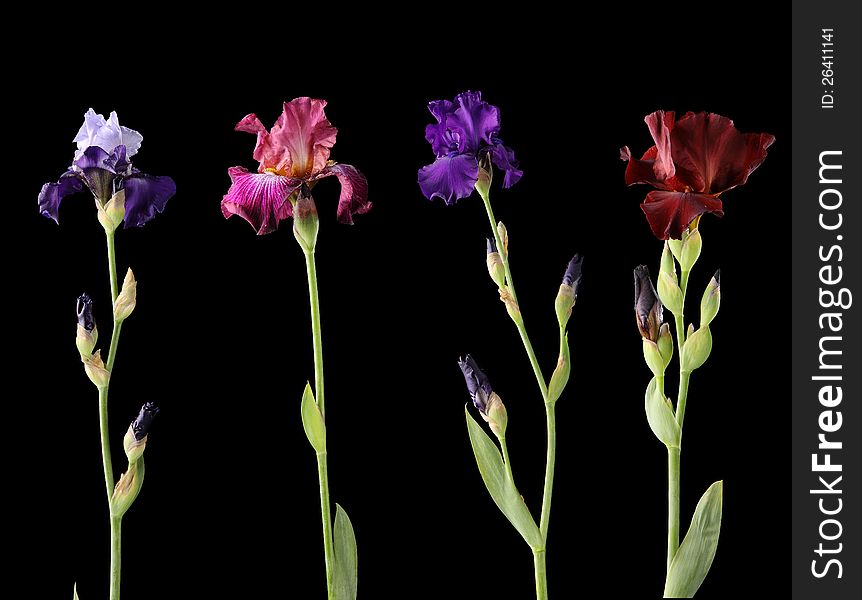 Four different irises shooted in photo studio on black background