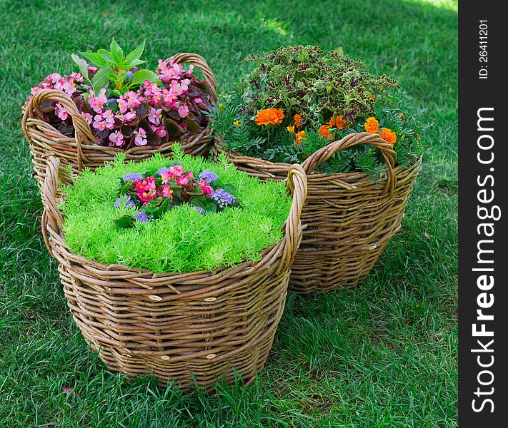 Beautiful basket of flowers in the garden landscape