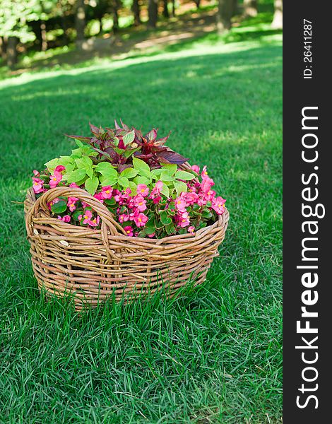 Beautiful basket of flowers