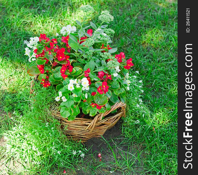 Beautiful basket of flowers in the garden landscape